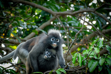 Dusky Langur with their young on the tree