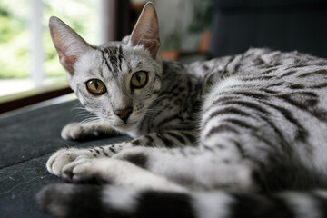 Femelle Bengale Argentée, chat blanc et noir, silver Bengal