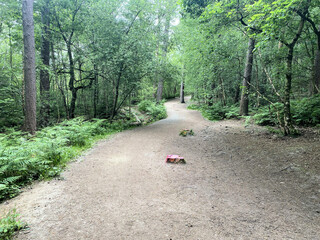 A view of Delamere Forest in Cheshire