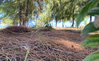 Several pine species yield resin, which is traditionally used as an ingredient in several medications.