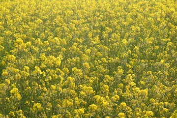 Foto op Aluminium Mustard flower field is full blooming, yellow mustard field landscape industry of agriculture, mustard flowers closeup photo © A Nature's clicks 
