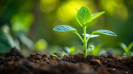  a young plant sprouting from the ground  