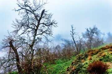 Niebla en el rio Jarama