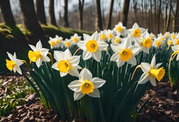 Fototapeta premium daffodils in spring