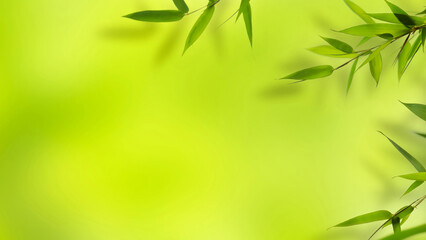 Fototapeta na wymiar border of green bamboo leaf branch on abstract fresh green background with space for text or product presentation, topview layer, purity with asian spirit