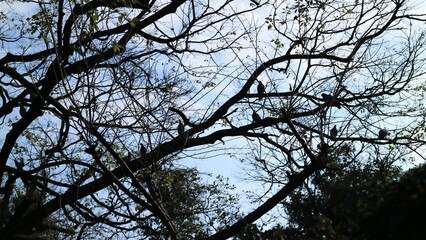 trees in the sky and birds