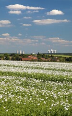 flowering opium poppy field and Nuclear power plant