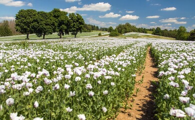 Flowering opium poppy field with pathway - obrazy, fototapety, plakaty