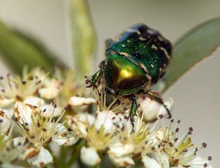 Green Rose Chafer, in latin Cetonia Aurata