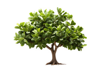Portable Planting on Transparent Background, PNG, Generative Ai