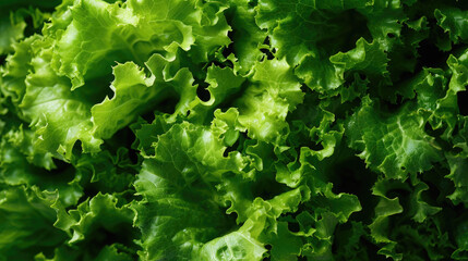 green background, texture of fresh lettuce leaves, romaine, corn, dark light with shadows, top view