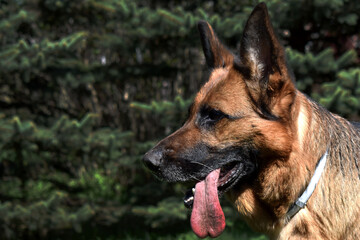 german shepherd dog