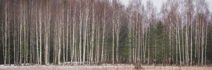 Fototapeta na wymiar panorama of young fresh birch trees in forest in wintertime. Leafless bare deciduous trees