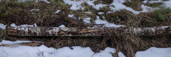 fallen birch trunk on forest ground with melting snow in early spring
