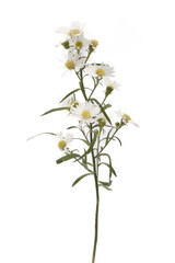 Aster flowers isolated on white background. macro. studio shot.