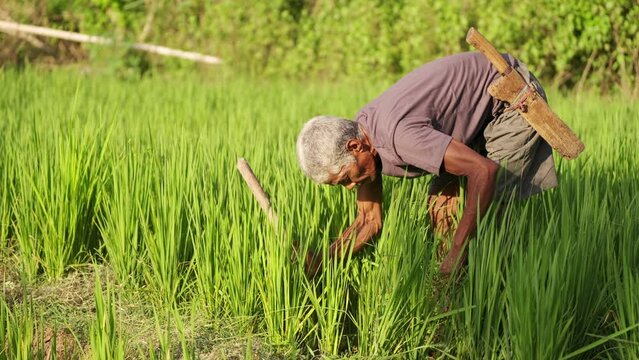elderly farmer hand weeding upland rice field in rural asia for crop management