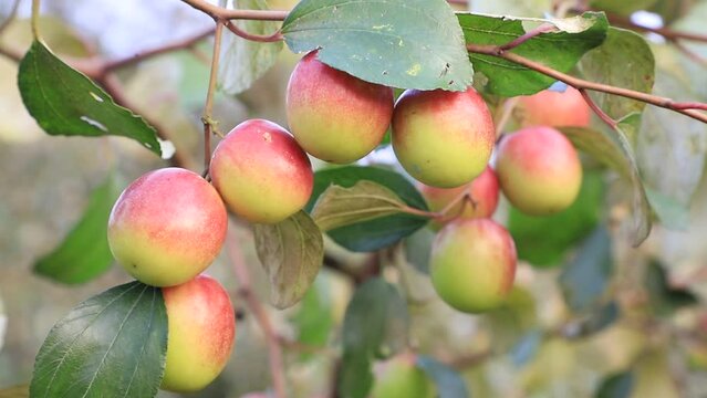 Red jujube fruits or apple kul boroi on a tree branch swings in the garden with a Shallow depth of field.  Closeup Focus