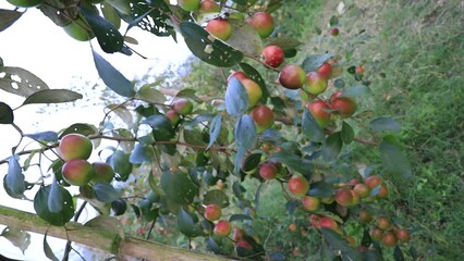 Red jujube fruits or apple kul boroi on a tree branch  in the garden