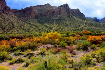 Fototapeta premium Salt River Recreation Area Arizona