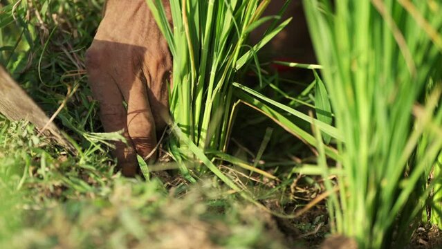 closeup of farmer weeding dry upland rice field using traditional tool in rural asia