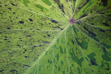 Colocasia mojito or colocasis esculenta mojito is plant in araceae