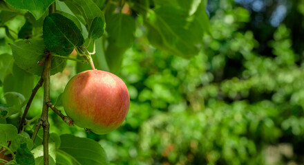 Jedno dojrzałe jabłko wisi na gałązce jabłoni w sadzie - obrazy, fototapety, plakaty