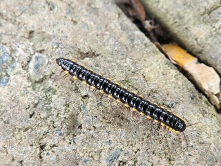 Millipede (Paraustraliosoma sp.)