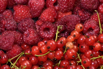 Tło struktura czerwonych świeżych owoców z bliska, czerwona porzeczka i maliny 