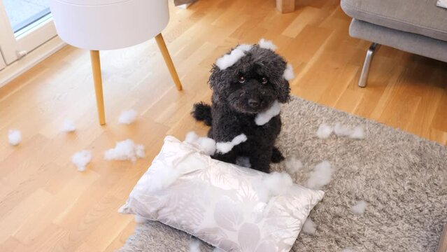 Cute dog (poodle) has torn up a pillow and looks guiltily up into the camera
