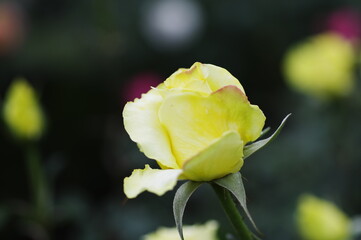 庭園に咲く黄色いバラ