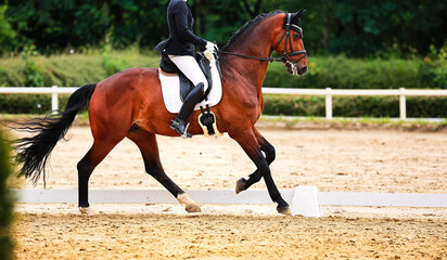 Horse dressage tournament horse in the dressage arena, close-up of the horse.