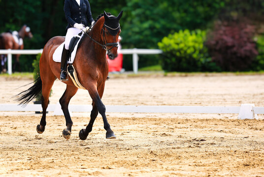 Horse dressage tournament horse in the dressage arena, close-up of the horse.