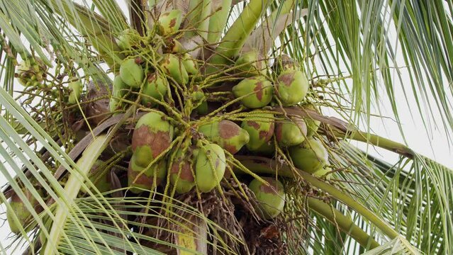 Static shot of fresh green coconuts hanging on tree. 