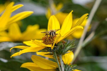 Bee on a yellow Heliantus flower