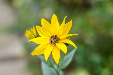 Bee on a yellow Heliantus flower