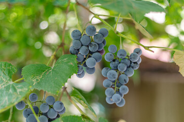 Ripe black grapes