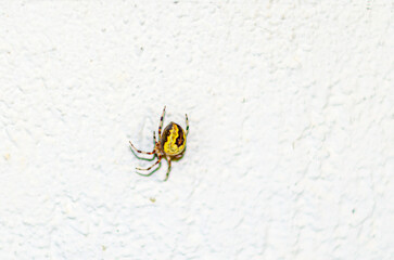 Poisonous spider on a white wall