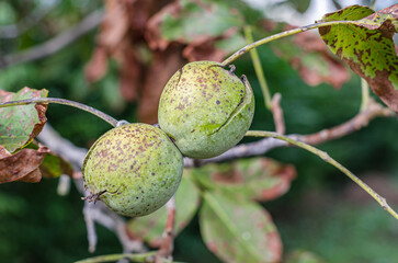 Ripe walnuts on a walnut tree