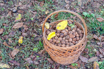 Fototapeta na wymiar Freshly picked walnuts