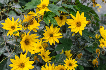 Yellow autumn flowers
