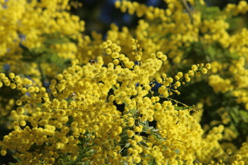 Obraz premium MIMOSA