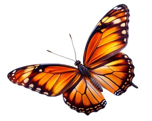 Fototapeta premium butterfly isolated on white background