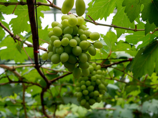Close up of green grapes hanging on branch. Hanging grapes