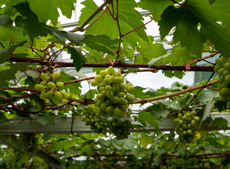 Close up of green grapes hanging on branch. Hanging grapes