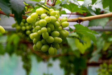 Close up of green grapes hanging on branch. Hanging grapes