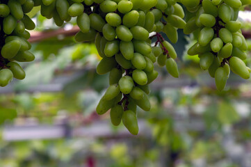 Close up of green grapes hanging on branch. Hanging grapes