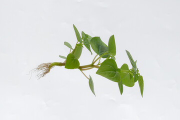 Chinese betel leaf white background, Chinese betel leaf is a wild plant that can be eaten and used as an alternative herbal medicine