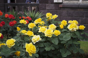 庭園に咲く黄色いバラ