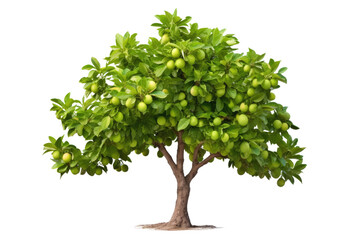The Grapefruit Tree Chronicles on Transparent Background, PNG, Generative Ai