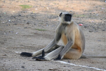 A langur monkey is seen sitting on the ground and looking around